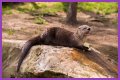 10 Terrifying And Deadly Predators You've Never Heard Of