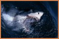 15 Animals Surprisingly More Deadly Than Sharks