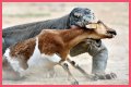 These 9 Adorable Animals Should Actually Terrify You